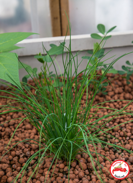 Chives