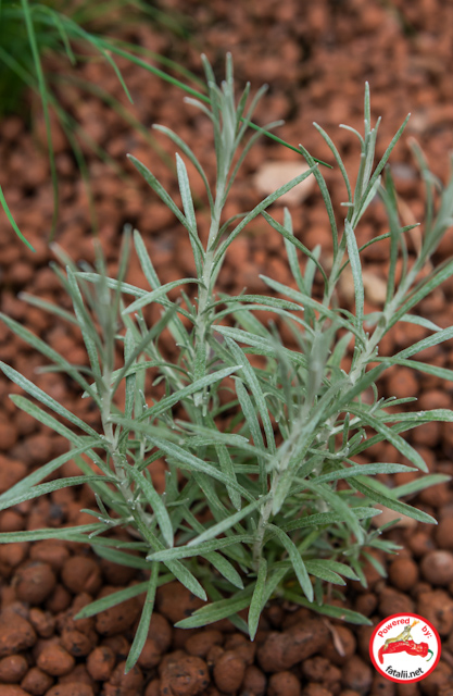 Curry herb. 
