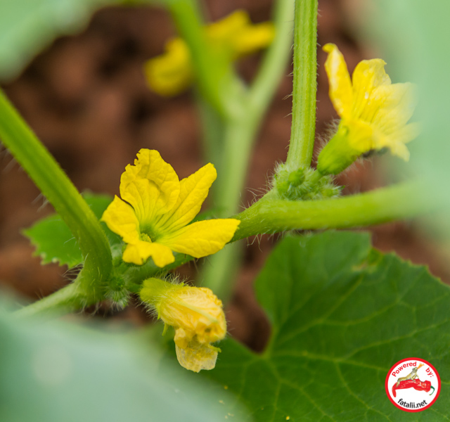 Honey melon flowering