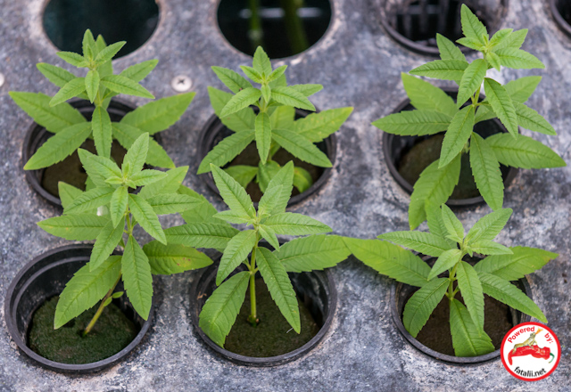 Lippia cuttings.