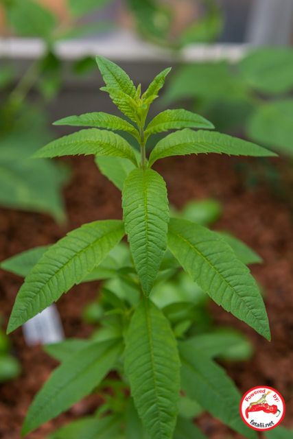 Lippia