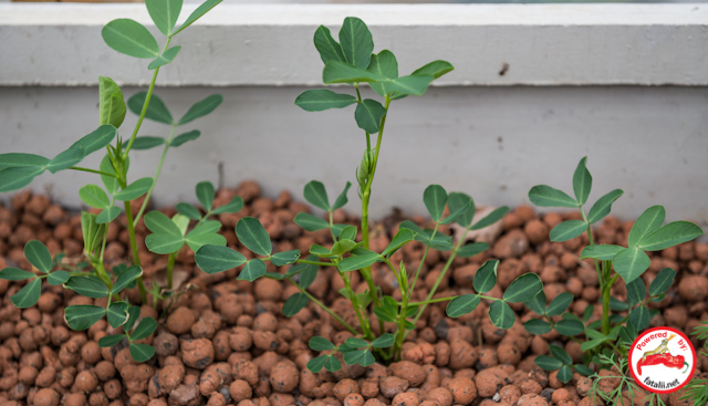Peanuts