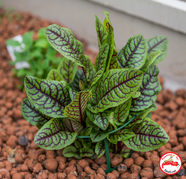 Rumex Sanguine