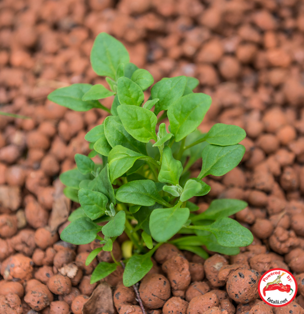 Spinach