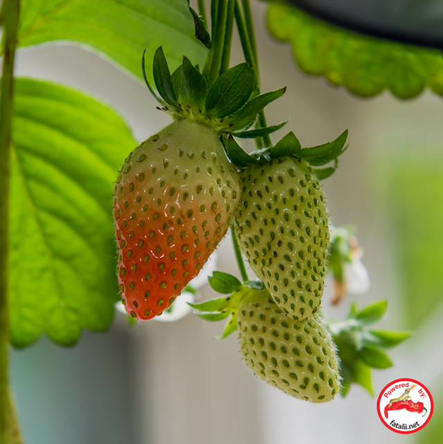 Strawberry