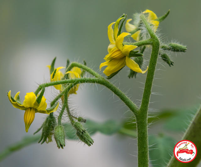 Tomato Flowers