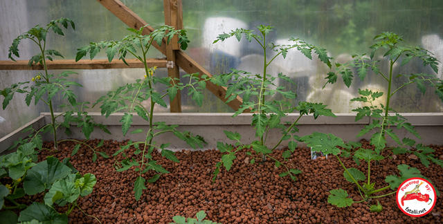 Tomato seedlings.