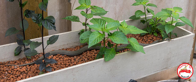 Greenhouse snake