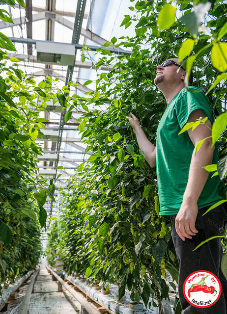 Growth in Fatalii Gourmet garden