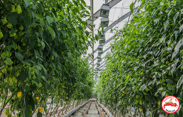 Aji Fantasy forest!