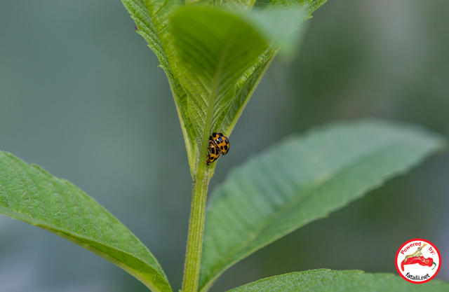 Bugs!