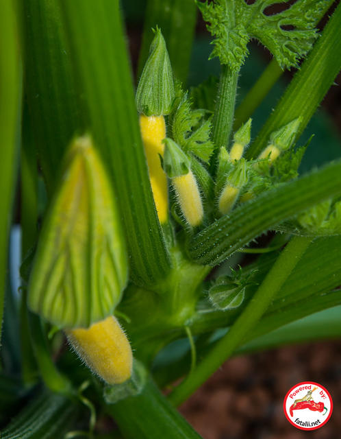 Squash