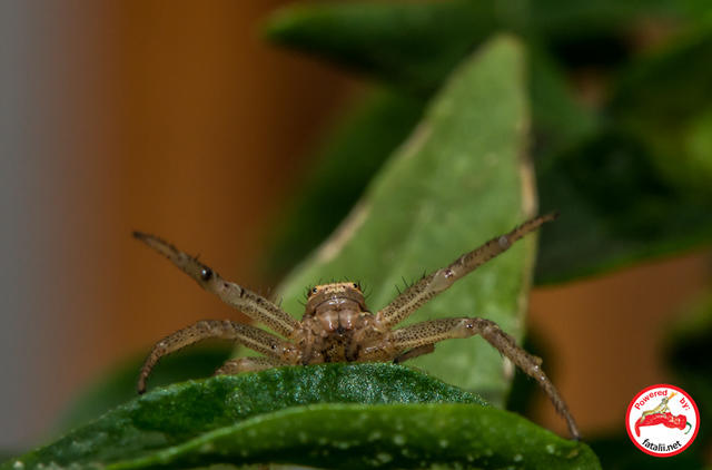 Spider