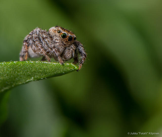 Jump Spider