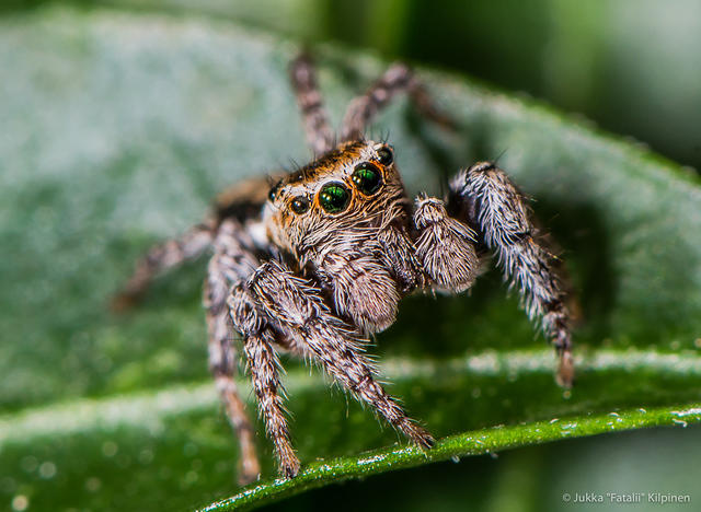 Jump Spider