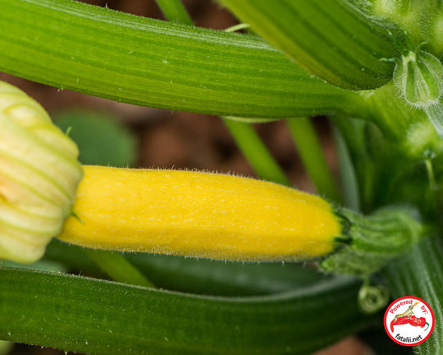 Squash