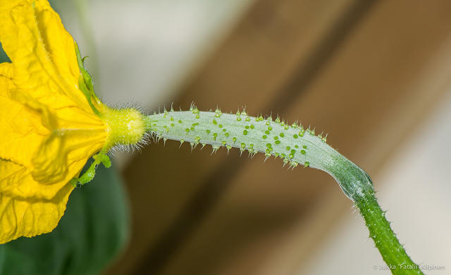 Cucumber