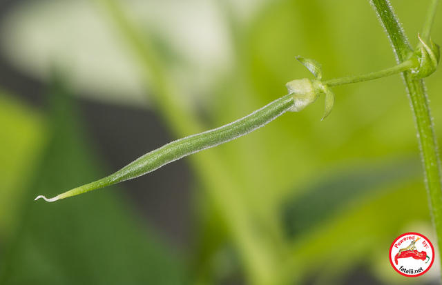 Bean
