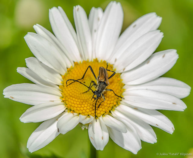 Bug on garden.