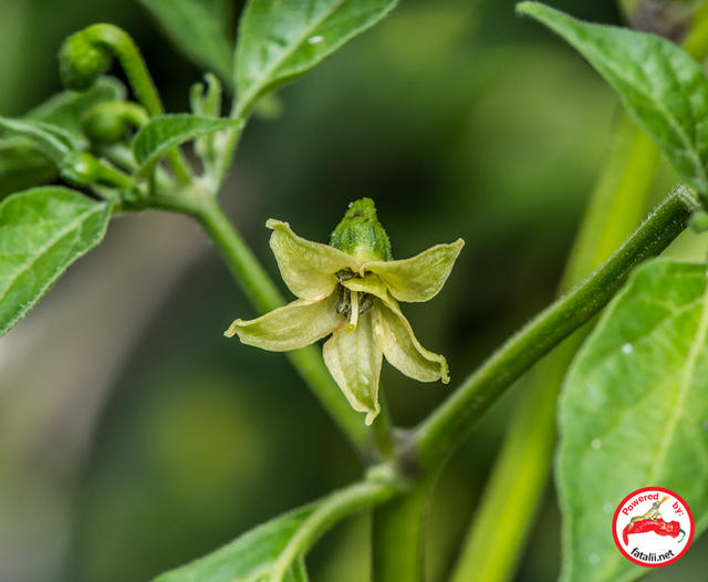 C. frutescens var. 'Ata Ijosi'