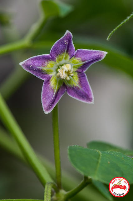 C. buforum