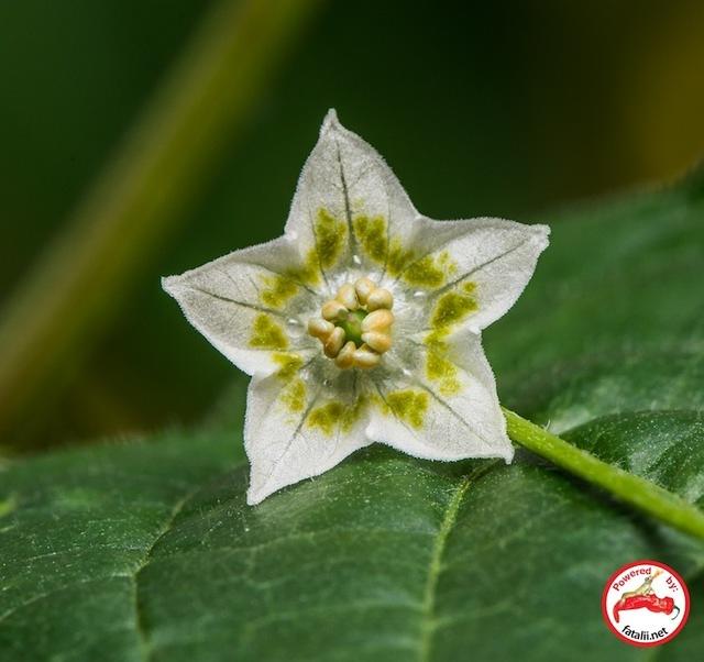 C. parvifolium