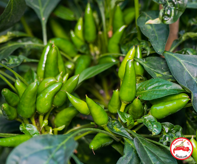 C. annuum var. 'Salsa Pepper'