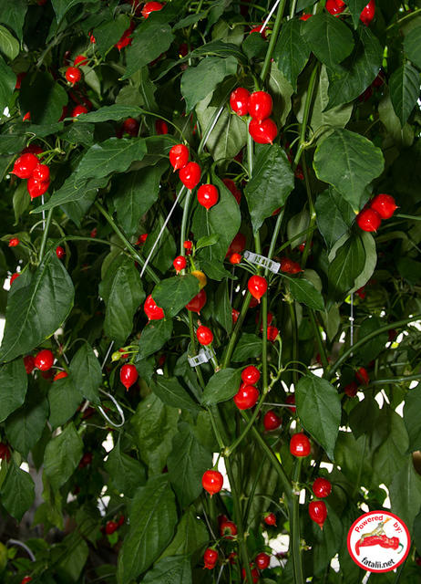 C. baccatum var. 'Naranga'