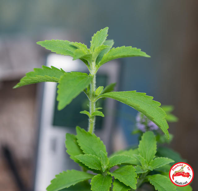 Stevia