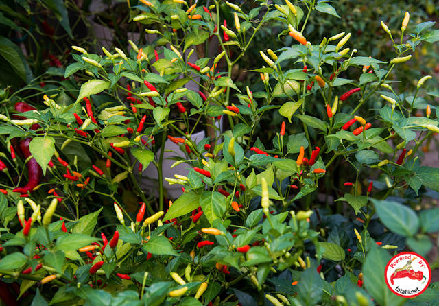 C. frutescens var. 'Aji Bravo'