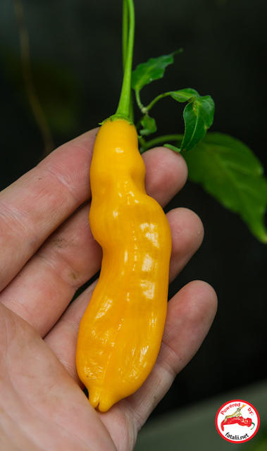 C. baccatum var. 'CAP 220'