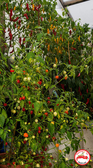 Experimenta Greenhouse