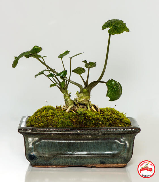 Wasabi bonsai!