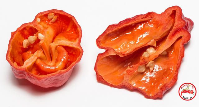 Comparison of the hottest varieties.