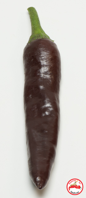 C. annuum var. 'Barbere Coffee Brown'
