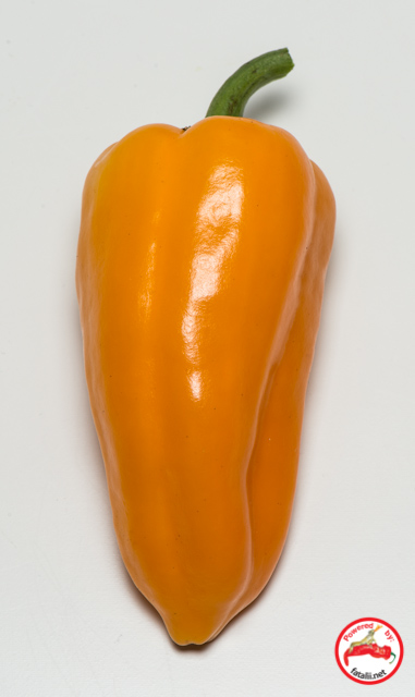 C. annuum var. 'Cheyenne'