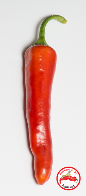 C. annuum var. 'Garden Salsa'