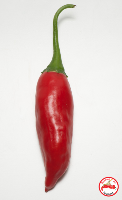 C. baccatum var. "Aji Angelo'