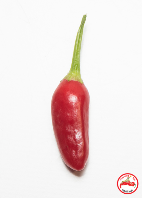C. baccatum var. 'Aji Arbolado'