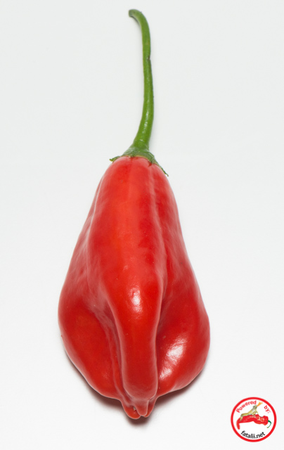 C. baccatum var. 'C04321'