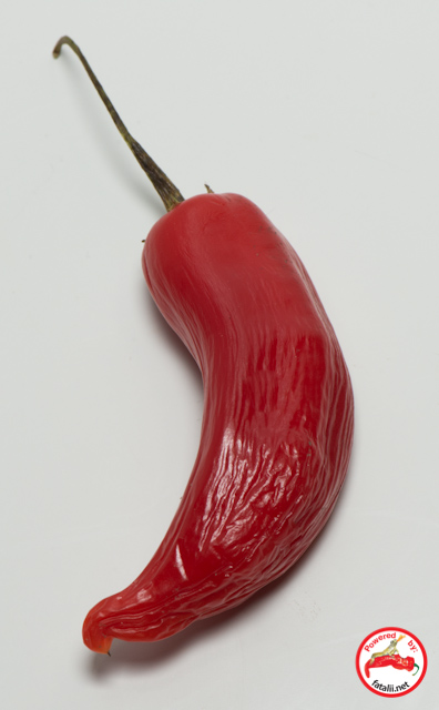 C. baccatum var. 'CAP 1220'