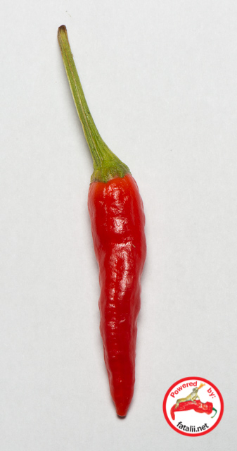 C. baccatum. var. 'Mystery baccatum'