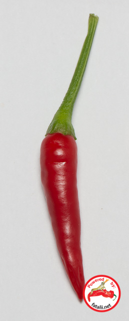 C. baccatum var. 'Shark Tooth'