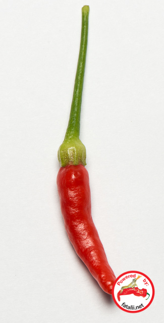 C. frutescens var. 'Aji Bravo'