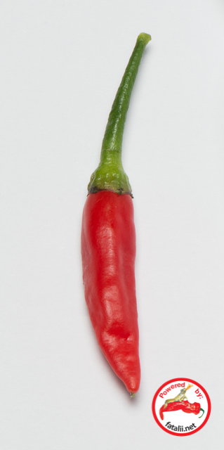 C. frutescens var. 'Tabasco'