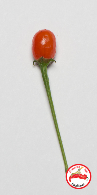 C. parvifolium