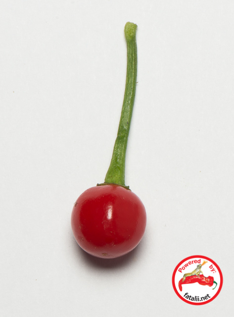 C. chinense var. 'Red Fire'