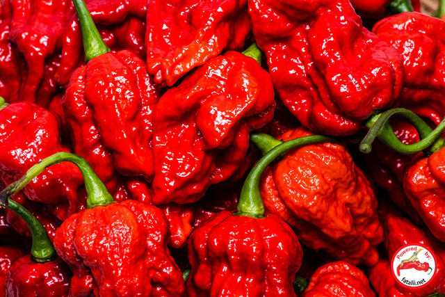 C. chinense var. 'Fatalii Gourmet Jigsaw'