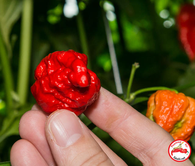 C. chinense var. 'Fatalii Gourmet Jigsaw'