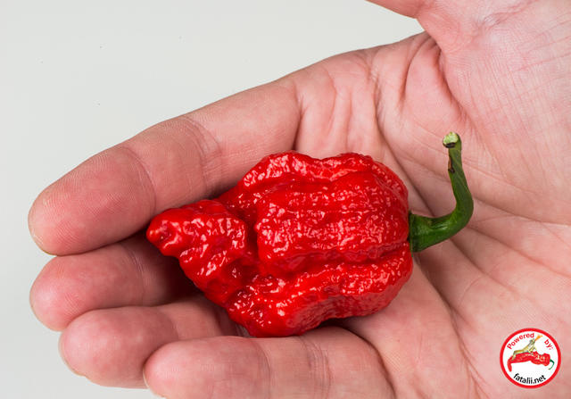 C. chinense var. 'Fatalii Gourmet Jigsaw'